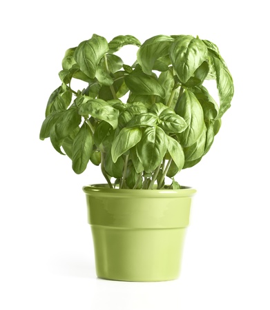 Fresh basil in green pot on whiteの写真素材