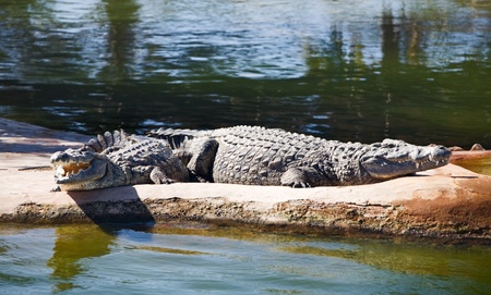 Nile crocodiles in explorer park, island of Djerba, Tunisia, Africaの写真素材