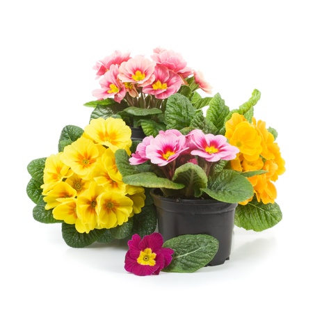 Plastic growing pots with primula flowers in the springの写真素材