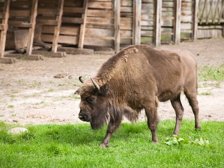 Side view of American bison by grazing