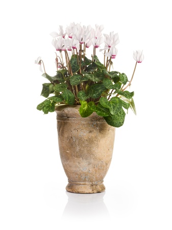 Antique stone pot with delicate cyclamen flowers on white backgroundの写真素材