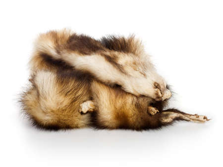 Animal fur with head on white backgroundの写真素材