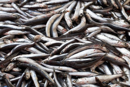 Fresh anchovies for sale at market in Turkeyの写真素材