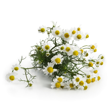 Bunch of beautiful fresh chamomile flowers on white backgroundの写真素材