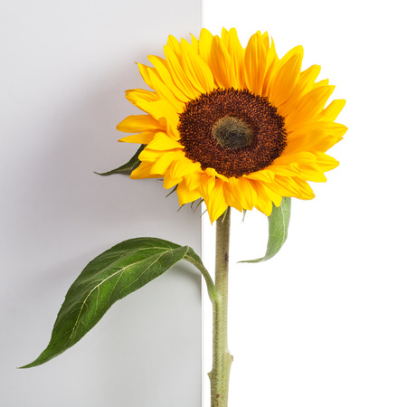 Sunflower with leaves and stem on bicolor の写真素材