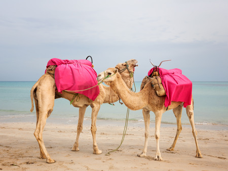 Two camels standing on the beach in Tunisiaの写真素材
