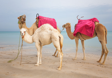 Two camels and white baby dromedary on the beach in Tunesiaの写真素材