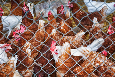 Chickens behind the fence. Selective focusの写真素材