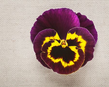 Single spring flower on linen fabric backgroundの写真素材