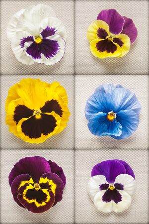 Pansy spring flower heads collection on linen fabric backgroundの写真素材