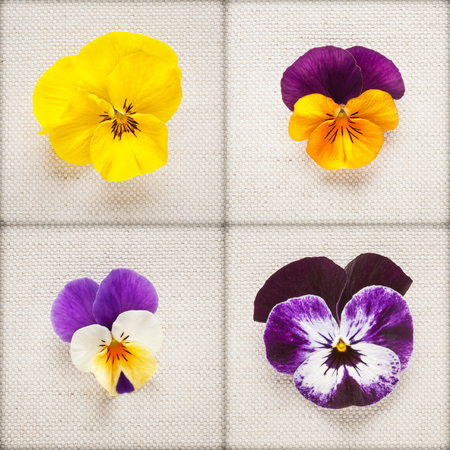 Pansy spring flowers. Viola tricolor heads collection on linen fabric backgroundの写真素材