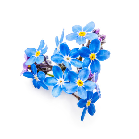 Blue forget me not flowers bunch isolated on white background  . Heart shapeの写真素材