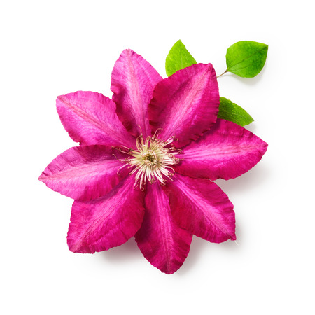 Pink clematis flower with leaves. Single object isolated on white backgroundの写真素材