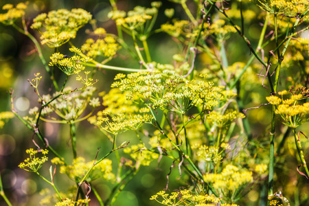 Fennel dill bloom in summer. Beauty in nature. Floral background. Shallow DOFの写真素材