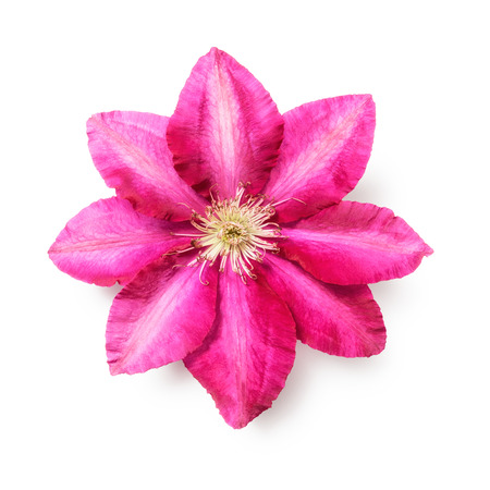 Pink clematis flower. Single object isolated on white background clipping path included. Summer garden flowers. Top view flat layの写真素材