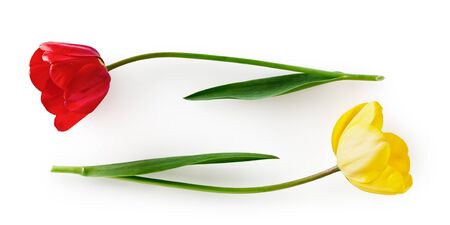 Red and yellow tulip flower with leaves. Two objects isolated on white background clipping path included. Spring garden flowersの写真素材