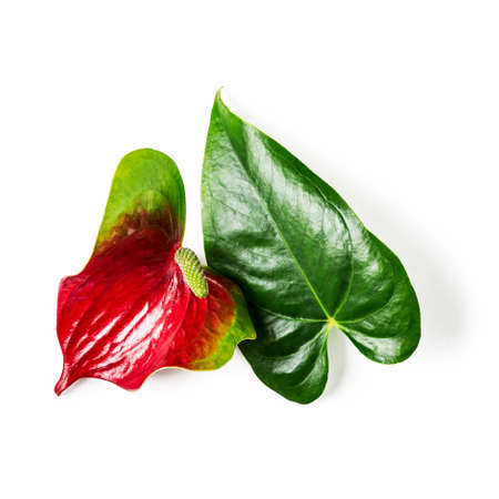 Flamingo flower and leaf isolated on white background clipping path included. Flower arrangement....