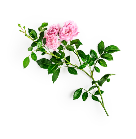 Pink rose flower with stem and leaves. Small climbing roses in summer garden. Single object isolated on white background. Top view, flat lay. Design elementの写真素材