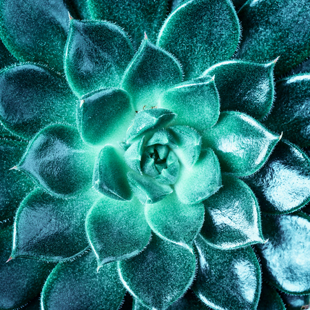 Succulent plant as abstract nature background. Floral design element and greeting card. Top view, flat layの写真素材