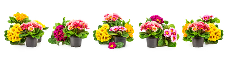 Spring primrose flowers, flowerpot with colorful primula flower collection isolated on white background. Floral design elements banner. Easter holiday and springtime themesの写真素材