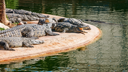 Nile crocodiles in explorer park, island Djerba, Tunisia. Landmark and travel destinationの写真素材