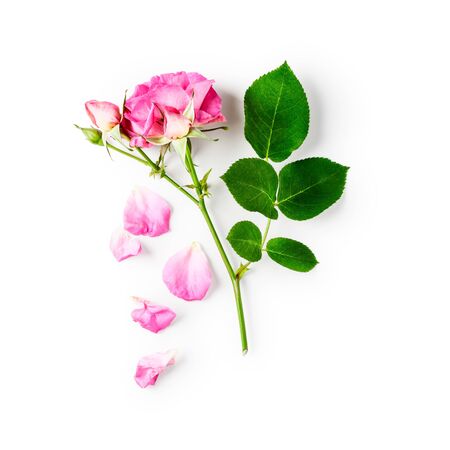 Pink rose flower with bud, petals, stem and leaves arrangement. Beautiful flowers in summer garden.の写真素材