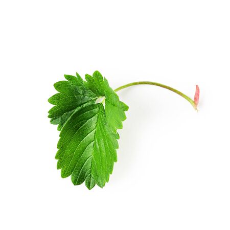 Strawberry green leaf isolated on white background clipping path included. Spring fruits floral arrangement. Top view, flat lay, design elementの写真素材