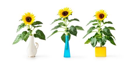 Sunflower branch in vase collection, helianthus perennial plant arrangement. Objects isolated on white background, design elements banner. Summer garden flowers themeの写真素材