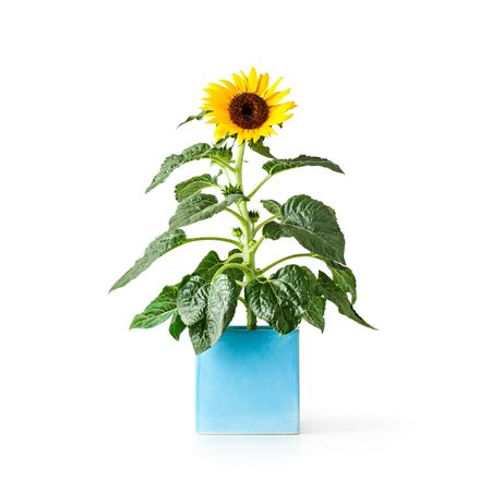 Sunflower flower in blue vase. Flowerpot with helianthus perennial plant. Single object isolated on white background clipping path included. Summer garden flowersの写真素材