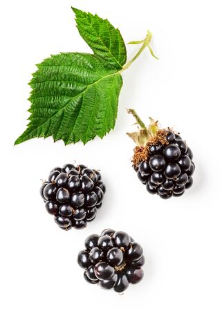 Fresh blackberries and green leaf collection isolated on white background. Healthy eating and dieting concept. Summer fruit and berry arrangement. Top view, flat lay, design elementの写真素材