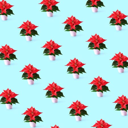 Christmas pattern with red poinsettia flowers in flower pot on blue background. Potted winter plants arrangement. Trendy floral design and holiday conceptの写真素材