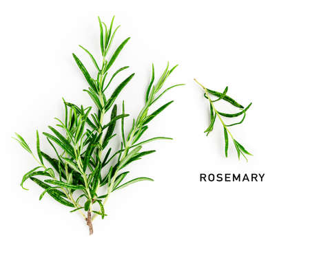 Rosemary twig and leaves creative layout and composition isolated on white background. Top view, flat lay. Floral design elements. Healthy eating and alternative medicine conceptの写真素材