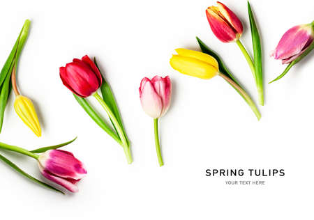 Tulip spring flowers with leaves creative layout isolated on white background. Floral composition...