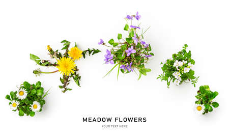 Meadow flower creative collection. Daisy, cardamine, dandelion and viola flowers with leaves on white background. Floral arrangement, design element. Springtime and summer concept. Top view, flat layの写真素材