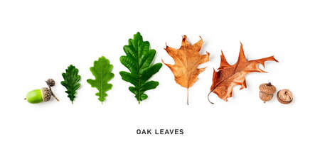 Oak leaf and acorn collection isolated on white background. Green and autumn leaves creative banner. Nature and environment concept. Top view, flat layの写真素材