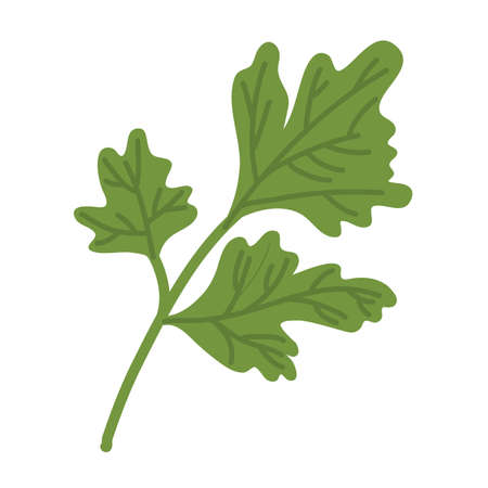 Bunch of ripe parsleyのイラスト素材