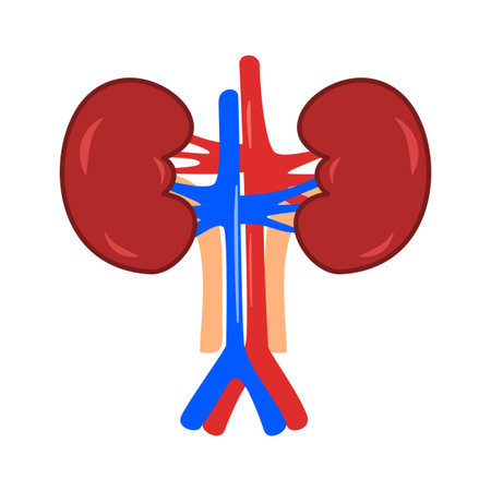 Kidneys, Human Organ, Kidney Anatomy Organ
