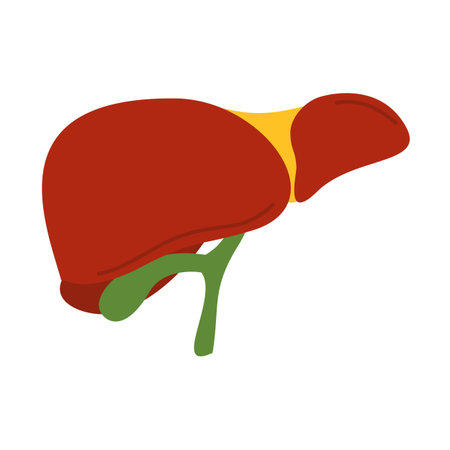 Human Liver Anatomy, Medical Graphic of Liver