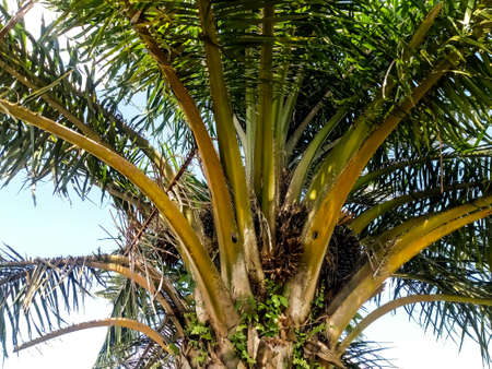 A palm tree against a blue sky background, growing freely in the tropics of Indonesia. This tree...