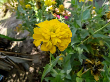 Close up of a yellow zinnia flower in the garden.