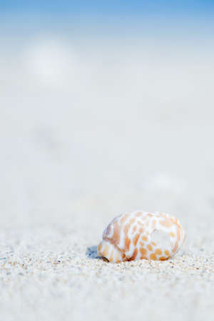 Broken shell of snail in the beachの写真素材