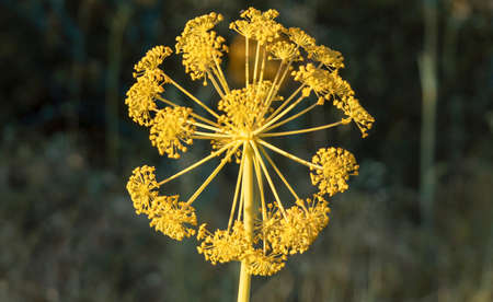 coronavirus pattern in nature - wild plant with yellow flowers - ferula communisの写真素材