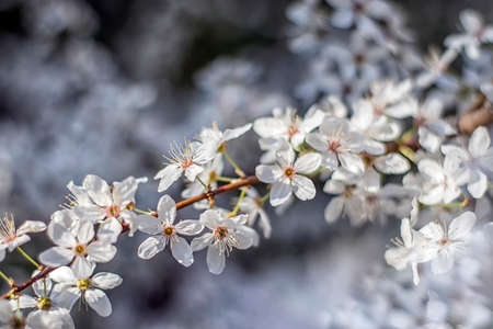 Beautiful flowers of a blooming almond tree in spring - close upの写真素材