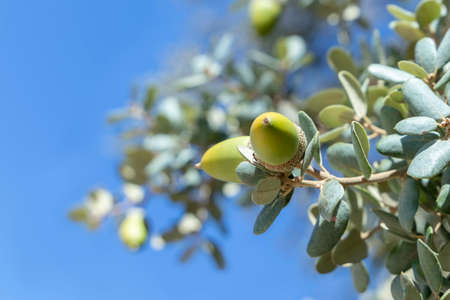 close up of green leaves and acorns growing on the branch of a holm oak tree (Quercus ilex)の写真素材