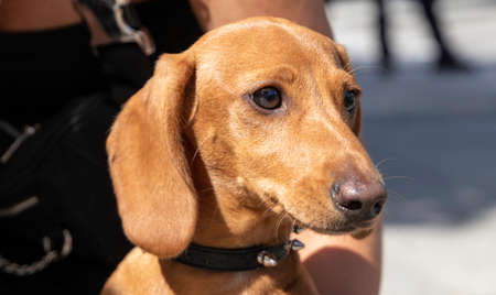 Portrait of a Dachshund (Teckel, Weenie Dog) puppy in her owner's arms looking to the right. Close up. Selective focusの写真素材