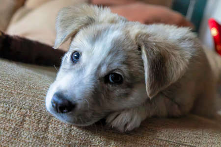 Close up of one mastiff puppy resting on the couch and looking at the camera - Selective focusの写真素材