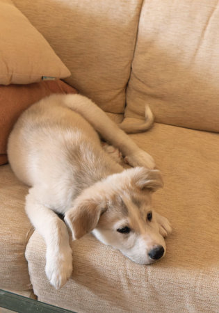 One little mastiff puppy resting on the couch at home