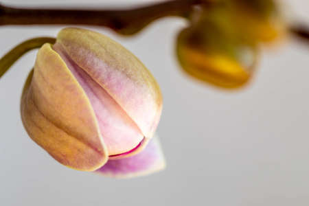 Blooming purple Phalaenopsis orchid flower. Close up. Beautiful details of tropical floral visualsの写真素材