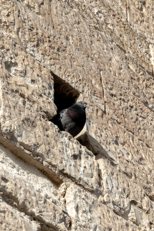 One pigeon resting in a hole in an aged limestone brick wallの写真素材