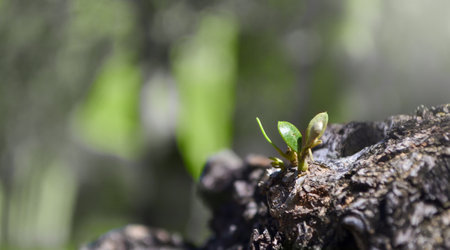 New sprout with fresh green leaves growing from a rough wood branch. Close up. Select focus. Spring time conceptの写真素材